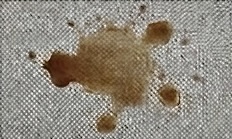Coffee stain before using L·V·X