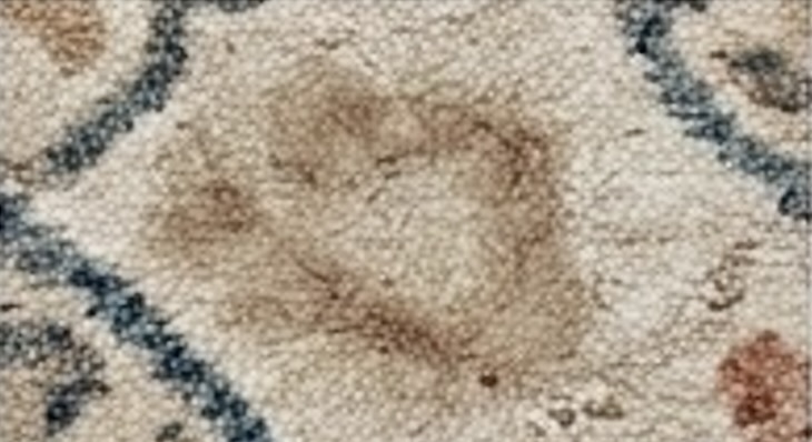 Pet stain before using L·V·X